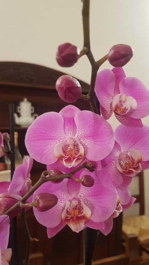 Ginevra Casa Vacanze 판자노 외부 사진